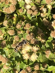 Eristalis hirta
