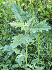 Atriplex tatarica