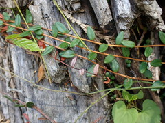 Vaccinium oxycoccos