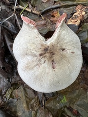 Agaricus