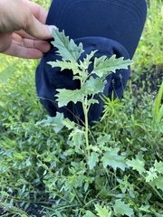 Atriplex tatarica