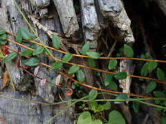 Vaccinium oxycoccos