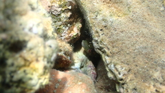 Lepadogaster candolii