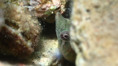 Lepadogaster candolii