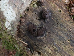 Stemonitis splendens