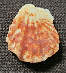 Plicatula gibbosa