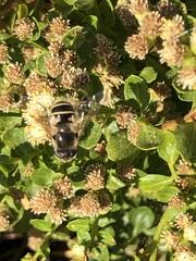 Eristalis hirta
