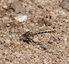 Erpetogomphus compositus