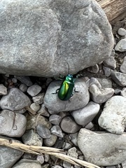 Chrysolinina