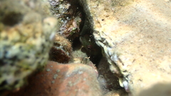 Lepadogaster candolii