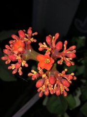 Jatropha podagrica