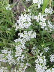 Lobularia maritima