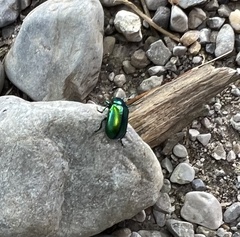 Chrysolinina