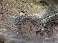 Stemonitis splendens