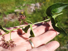 Vincetoxicum rossicum