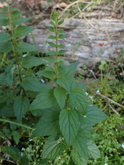 Scutellaria