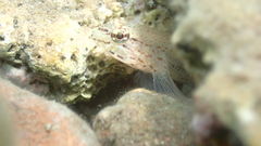 Gobius bucchichi