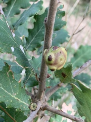 Andricus quercustozae