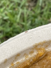 Tetramorium simillimum