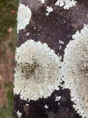 Physcia millegrana