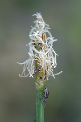 Eleocharis uniglumis