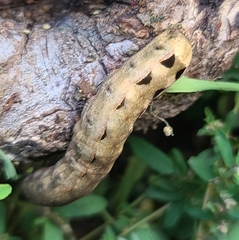 Spodoptera latifascia