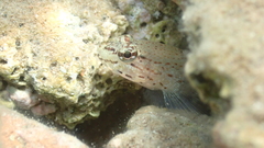 Gobius bucchichi