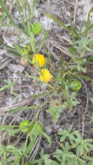 Physalis angustifolia