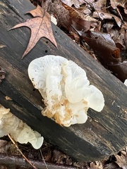 Ductifera pululahuana