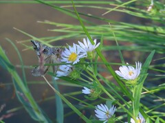 Autographa californica