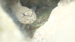 Lepadogaster candolii