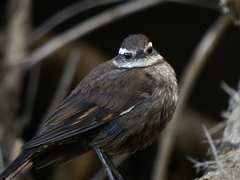 Cinclodes patagonicus