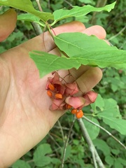 Euonymus latifolius
