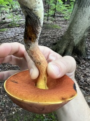Neoboletus luridiformis