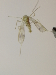 Chironomidae