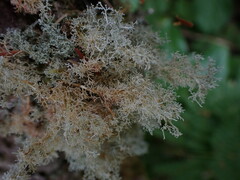 Sphaerophorus tuckermanii