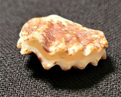 Plicatula gibbosa
