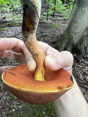 Neoboletus luridiformis