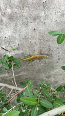 Anolis carolinensis