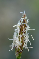 Eleocharis uniglumis