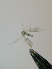 Chironomidae