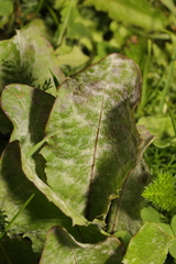 Podosphaera erigerontis-canadensis