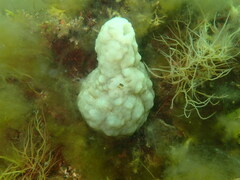 Phallusia mammillata