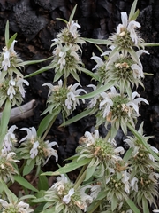 Monarda citriodora austromontana