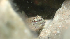 Gobius bucchichi