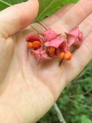 Euonymus latifolius