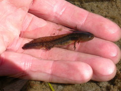 Ambystoma macrodactylum