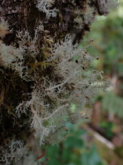 Sphaerophorus tuckermanii