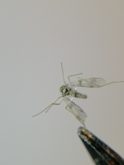 Chironomidae