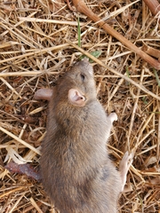 Rattus rattus